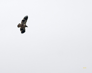 Bald Eagle 6221